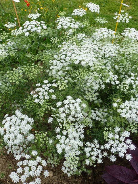 Ammi majus